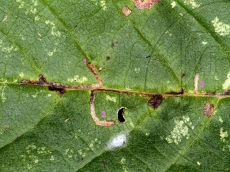 Bucculatrix ulmifoliae мины на Ulmus